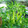 Chilli Seeds Miris Waraniya 45 Seeds. 