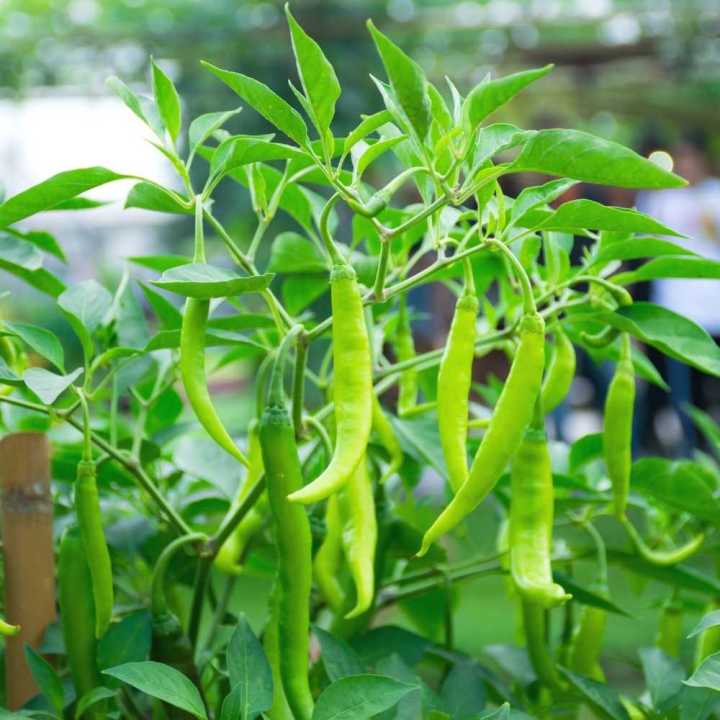 Chilli%20Seeds%20Miris%20Waraniya%2045%20Seeds%20-%20Image%204