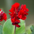Canna Lily Plant tuber one pcs (කැනාස් මල් පැල අල). 