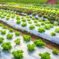Agriculture Weed Control Mulching Sheet 400m X 1.2m Bocking Sunlight and Preventing Weed Seeds from Germinating. 