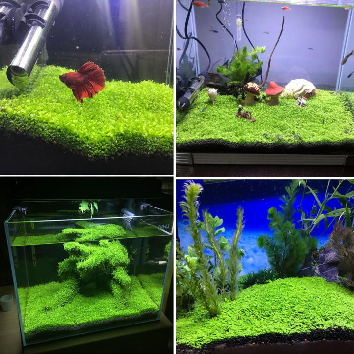 10%20Grams%20of%20Aquarium%20Plant%20Seeds%20Soil%20Water%20Aquatic%20Plant%20Love%20Grass%20Substrate%20Soil%20Decor%20Fish%20Tank%20grass%20seeds%20%20Aquarium%20Plants%20Aqua%20Soil%20Aquatic%20Plant%20Seeds%20Water%20Grass%20Seeds%20for%20Aquarium%20Landscaping%20Decoration%20-%20Image%204
