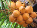 King Coconut oil 28ml King Coconut Oil has magical benefits that work wonders for all your skin & hair problems. 