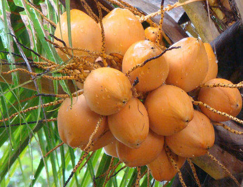 King%20Coconut%20oil%2028ml%20King%20Coconut%20Oil%20has%20magical%20benefits%20that%20work%20wonders%20for%20all%20your%20skin%20&%20hair%20problems%20-%20Image%206