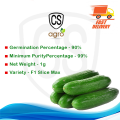 Gherkin Green Cucumber Seeds Home Garden Plant Vegetable Hybrid F1. 