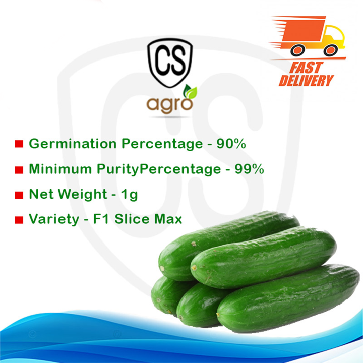 Gherkin%20Green%20Cucumber%20Seeds%20Home%20Garden%20Plant%20Vegetable%20Hybrid%20F1%20-%20Image%203