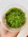 Java moss | low tech | low maintain | non co2. 