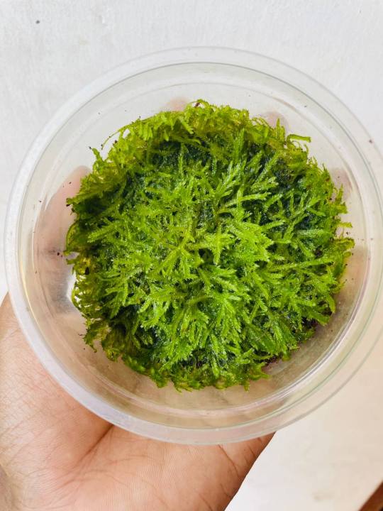 Java%20moss%20%7C%20low%20tech%20%7C%20low%20maintain%20%7C%20non%20co2%20-%20Image%204