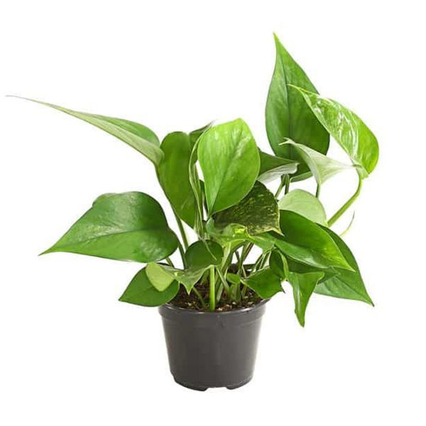 Money%20Plant%20(%20Epipremnum%20Aureum%20Plant%20)%20-%20Image%203
