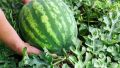 Watermelon Commando - 375 Seeds - 10 Pani Komadu Beeja පැණි කොමඩු බීජ  Home Gardening Agriculture. 
