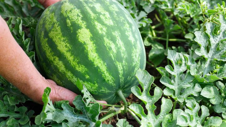 Watermelon%20Commando%20-%20375%20Seeds%20-%2010%20Pani%20Komadu%20Beeja%20%E0%B6%B4%E0%B7%90%E0%B6%AB%E0%B7%92%20%E0%B6%9A%E0%B7%9C%E0%B6%B8%E0%B6%A9%E0%B7%94%20%E0%B6%B6%E0%B7%93%E0%B6%A2%20%20Home%20Gardening%20Agriculture%20-%20Image%205