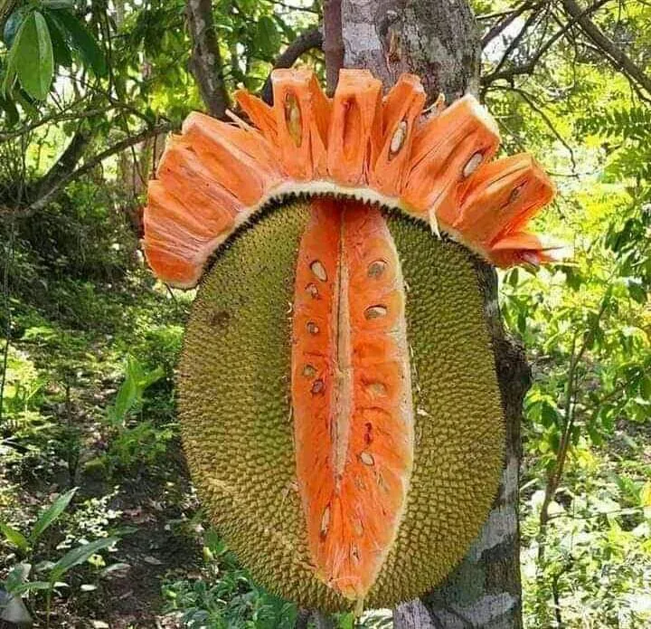Orange%20jack%20fruit%20/jack%20bud%20plant/geni%20waraka/jak%20-%20Image%204
