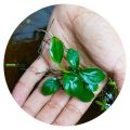 Anubias nana High-quality Live Aqua plants from sapling cloud Medium size Decoration - Aquascaping natural live plant aquarium plant Anubias Nana Petite Easy Live Aquarium Plants For Planted Tank fish tank plant. 