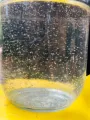 Moina culture for Little fish. 