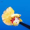 Betta Toy Betta Training Stick Betta Supplies Active Toy Aquariums Decor Betta. 