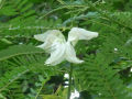 කතුරුමුරුංගා 30 pcs Kathurumurunga Seeds. 