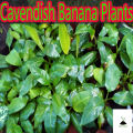 Cavendish Banana Plants. 