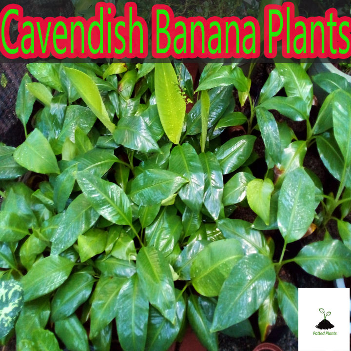 Cavendish Banana Plants