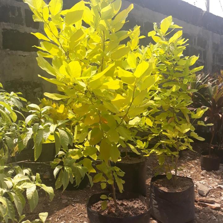 Golden%20Legium%20Plant%20-%20Image%203