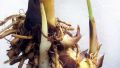 Canna Lily Plant tuber one pcs (කැනාස් මල් පැල අල). 