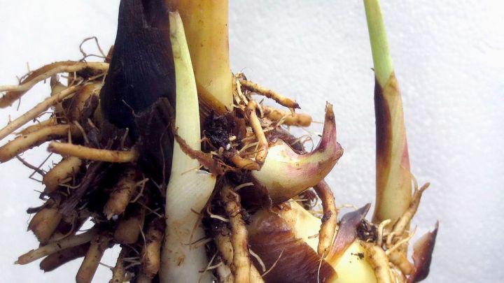 Canna%20Lily%20Plant%20tuber%20one%20pcs%20(%E0%B6%9A%E0%B7%90%E0%B6%B1%E0%B7%8F%E0%B7%83%E0%B7%8A%20%E0%B6%B8%E0%B6%BD%E0%B7%8A%20%E0%B6%B4%E0%B7%90%E0%B6%BD%20%E0%B6%85%E0%B6%BD)%20-%20Image%205