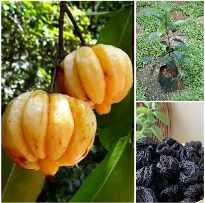 Goraka%20Plant%20-%20Image%202