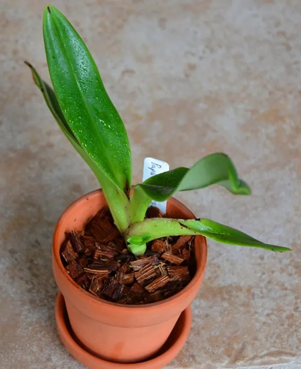 Organics%20Coconut%20Coco%20Husk%20Chips%20Block%20for%20Plants%20and%20Orchids%20(Low%20EC%205%20Kg)%20-%20Image%206