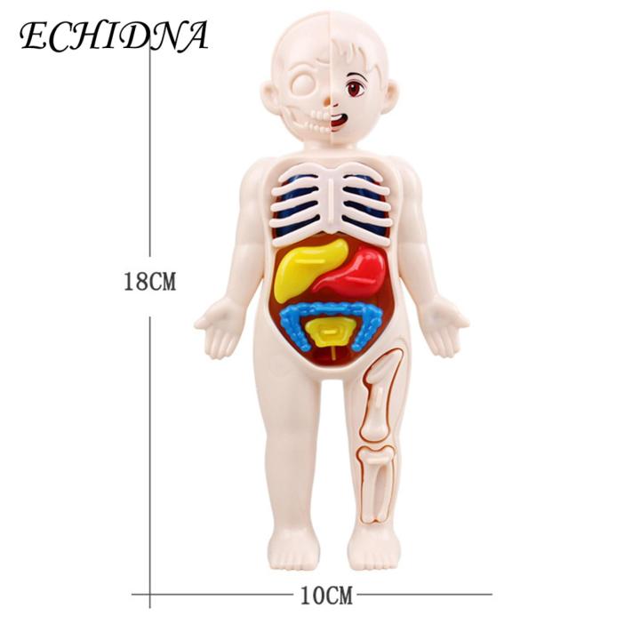 Diy%20Human%20Organ%20Model%20Interactive%20Human%20Body%20Model%20Kit%20Educational%20Diy%20Toy%20with%2011%20Analysis%20Cards%20Ideal%20for%20Students%20Accessories%20Included%20Science%20Learning%20Toys%20for%20Kids%20-%20Image%202