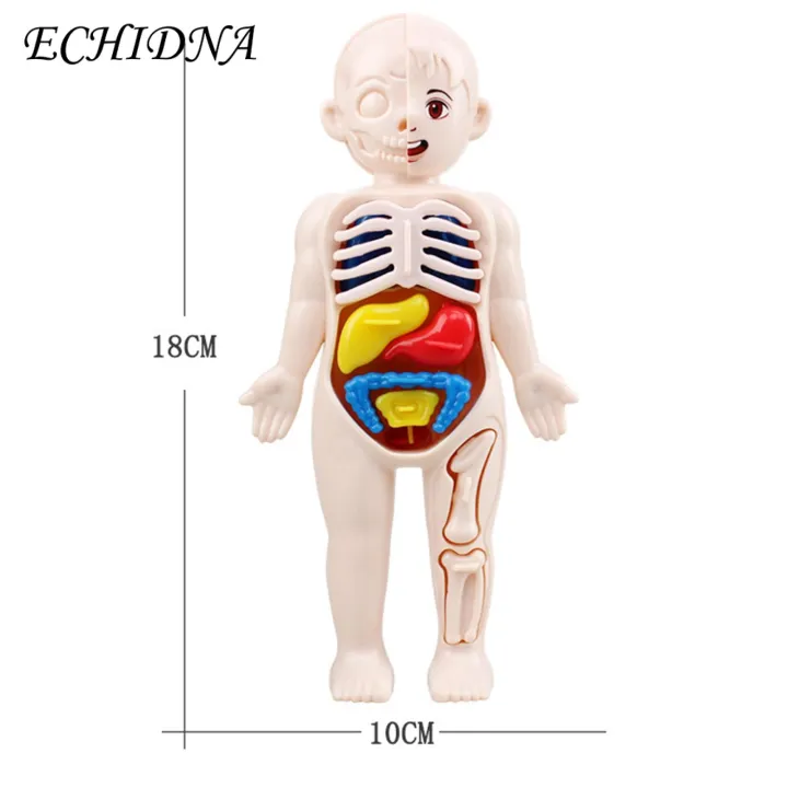 Diy%20Human%20Organ%20Model%20Interactive%20Human%20Body%20Model%20Kit%20Educational%20Diy%20Toy%20with%2011%20Analysis%20Cards%20Ideal%20for%20Students%20Accessories%20Included%20Science%20Learning%20Toys%20for%20Kids%20-%20Image%202