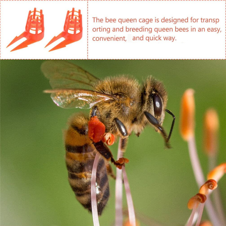 Bee%20Queen%20Cap%20Honey%20Bee%20Comb%20Push-in%20Queen%20Cell%20Protectors%20Beekeeping%20Queen-Bee%20Rearing%20Cage%20for%20Beekeeping%20Supplies%20-%20Image%205