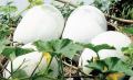 alu puhul, ash gourd seeds pack. 