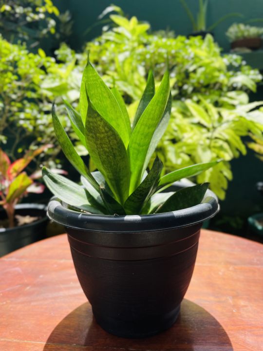 Indoor%20House%20Plant%20-%20Image%202
