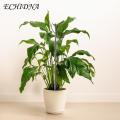 Plant Support Poles Adjustable Plant Support Pole Stake for Stable Indoor Potted Plants Prevent Falling Windproof Southeast Asian Buyers' Choice Plant Climing Holders. 