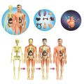 3D Human Body Anatomy Model Plastic DIY Skeleton Science Aids s. 