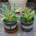 【ZOSR】Plastic Plant Support Pile Half Round Climbing Vines Stake Bonsai Fixing Rod Garden Plant Stake Holder Flower Ring Support Rack. 