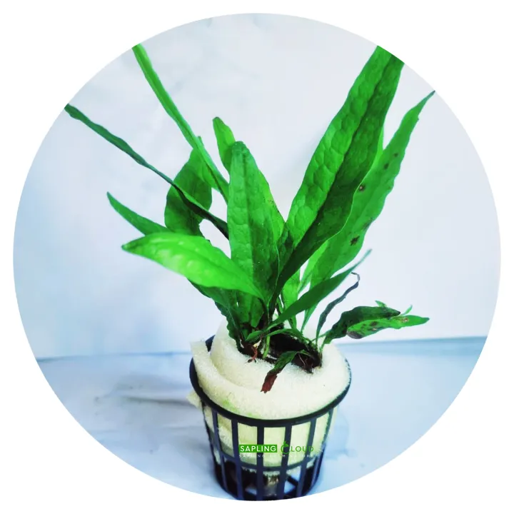 Java%20Fern%20Natural%20Aquarium%20Plant%20by%20Sapling%20Cloud%20%7C%20Lush%20Green%20Aquatic%20Decoration%20%7C%20Perfect%20for%20Freshwater%20Tanks%20%7C%20Low%20Maintenance%20&%20Hardy%20%7C%20Enhances%20Aquarium%20Aesthetics%20%7C%20Ideal%20for%20Aquascaping%20%7C%20Safe%20for%20All%20Fish%20Species%20%7C%20Easy%20to%20Care%20For%20%7C%20Available%20on%20-%20Image%202