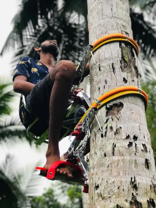 Coconut%20tree%20climbing%20tool%20(Tree%20rider)%20-%20Image%202