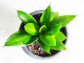 Indoor House Plant. 