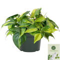 Live Money Plant - Heart Leaf with Black pot. 