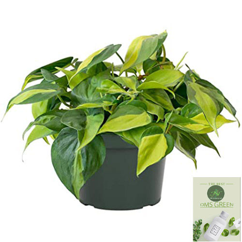 Live%20Money%20Plant%20-%20Heart%20Leaf%20with%20Black%20pot%20-%20Image%206