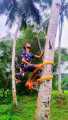 Coconut tree climbing tool (Tree rider). 