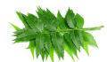 NEEM TREE – LESS THAN ONE FOOT [ කොහොඹ / KOHOMBA ]. 