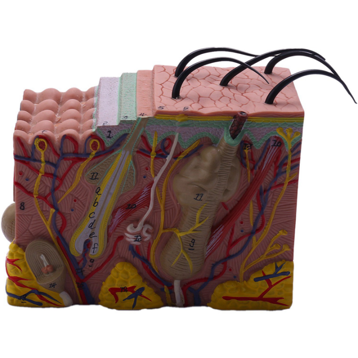 Skin Model Science OUMERY Skin Model, 35X Skin and Hair Structure Enlarge Model Anatomical ...