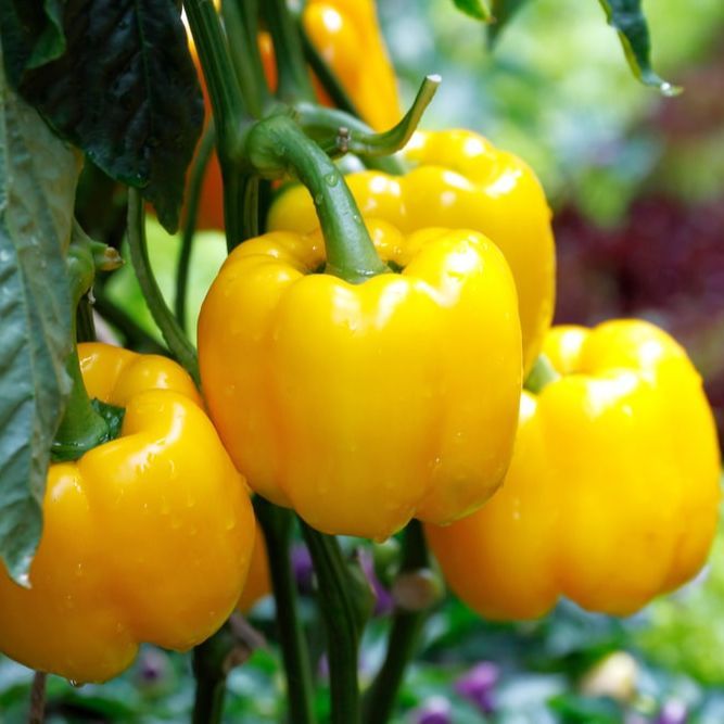 Hybrid%20Bell%20Pepper%20Polaris%20Seeds%20%20%E0%B6%AF%E0%B7%99%E0%B6%B8%E0%B7%94%E0%B7%84%E0%B7%94%E0%B6%B8%E0%B7%8A%20%E0%B6%B6%E0%B7%99%E0%B6%BD%E0%B7%8A%20%E0%B6%B4%E0%B7%99%E0%B6%B4%E0%B6%BB%E0%B7%8A%20%E0%B6%B6%E0%B7%93%E0%B6%A2%202.6g%20Home%20Gardening%20Agriculture%20-%20Image%204