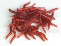 bellylady 80pcs Earthworm Red Worms Soft Fishing Lure Baits. 