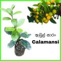Calamansi fruit plant. 