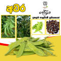 Avari Beans Local අවරි මෑ බීජ 2g Home Gardening Agriculture. 