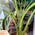 SuperRide Sturdy Plant Support Stand Monstera Leaf Plant Support for Vertical Growth Indoor Outdoor Stem Holder for Flowers Herbs Buyers' Choice. 