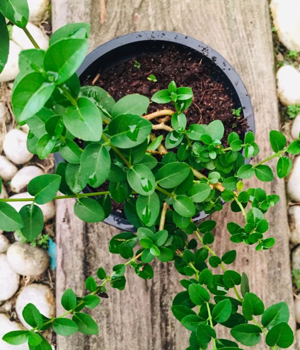 Prima Tree Premna Plants ( ප්රේම්නා පැල ) For Bonsai - Best tree for bonsai ...