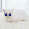 EzyMart - Round Cat Sunglasses Reflection Eye wear glasses For Small Dog Cat Pet Photos Props Accessories. 