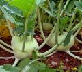 Knol Khol Local Seeds 0.2g Home Gardening Agriculture. 